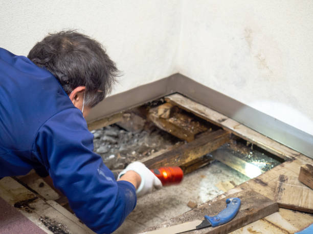 Fort Belvoir, VA Mold Removal Company