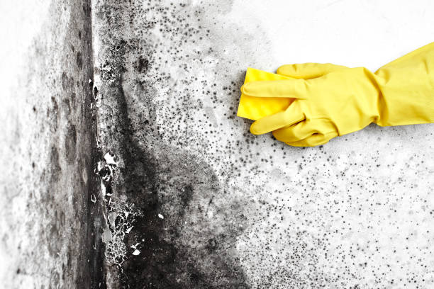 Best Water Damage Restoration  in Fort Belvoir, VA