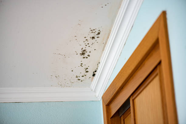 Best Toxic Mold Removal  in Fort Belvoir, VA