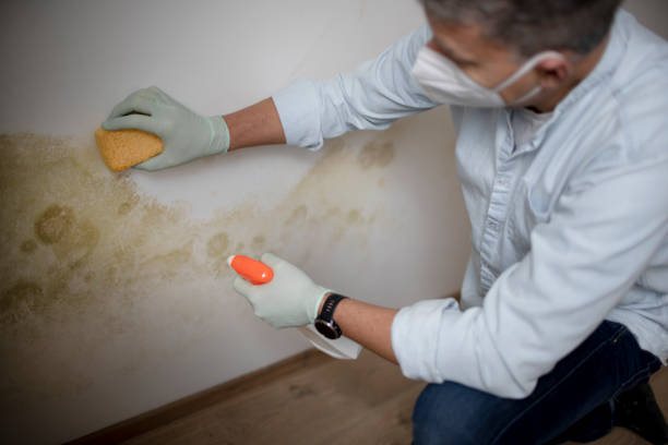 Mold Removal Process in Fort Belvoir, VA