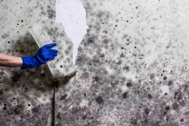 Water Damage Restoration in Fort Belvoir, VA